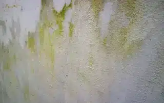 Florida stucco homes: common moisture damage causes and prevention tips.
